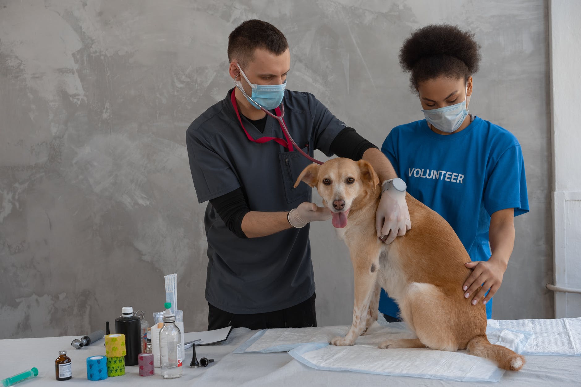 5 Ways to Be On Top of Your Pet’s Preventive Care