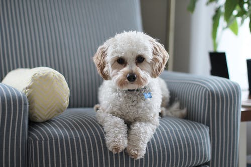 Benefits of Dental Chews and Treats for Dogs