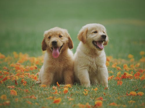 The Future of Remote Veterinary Laboratory Services and Mobile Emergency Care