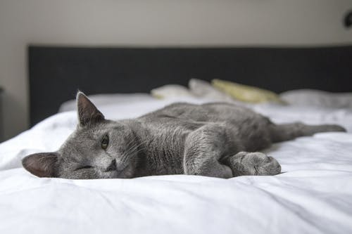 How Can I Tell if My Pet is in Dental Pain?