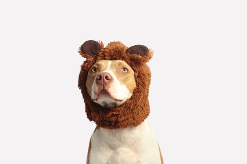 When Should Your Pet Get Its First Veterinary Check-Up?