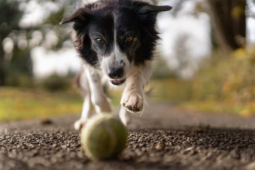 How Do I Choose the Right Vet Clinic?