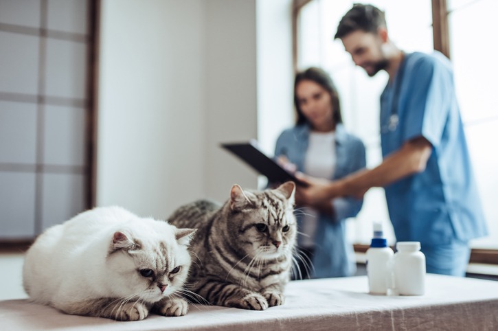 What Are Your Treatment Options for Hyperthyroid Cats?
