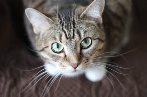 What to Look for in a Pet Wellness Plan