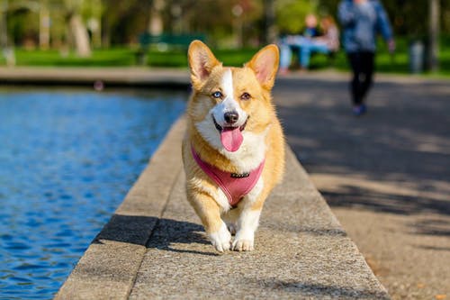 Can Pets Feel Stress During Boarding?