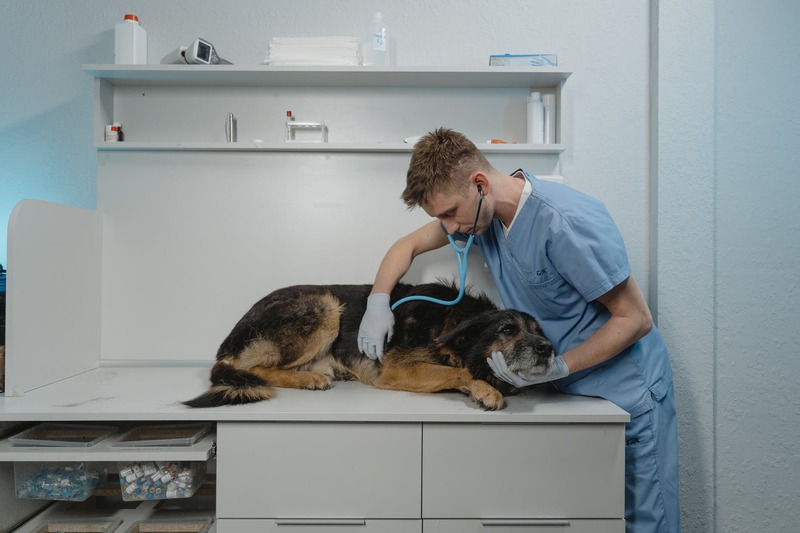 Who Provides Care in a Full-Service Veterinary Facility?