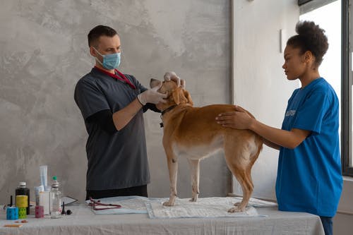 When is the Right Time to Seek Vet Services for Your Pet?