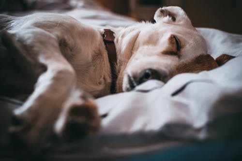 Who are Pet Doctors, and What Services Do They Offer?
