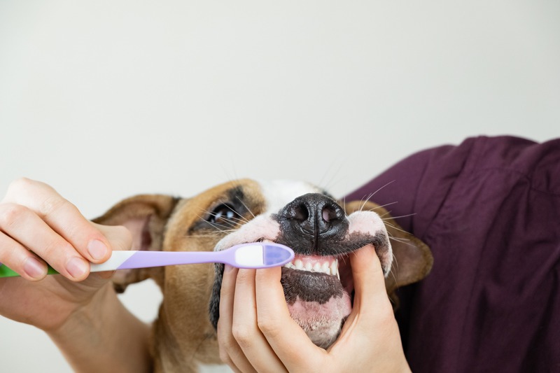 When Should Your Dog Get Dental Cleaning?