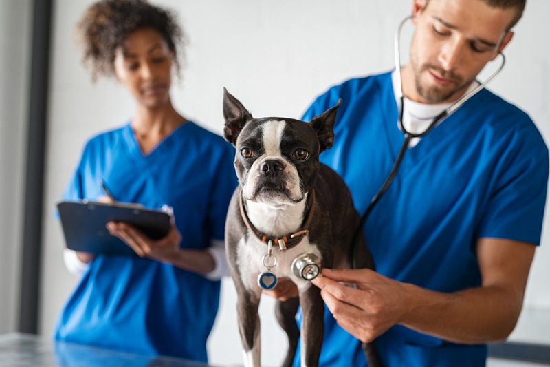 What Vaccines Do Cats and Dogs Need Before Boarding?
