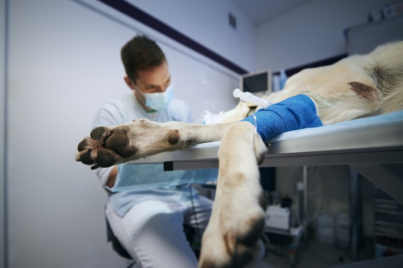 What Are the Signs My Pet Needs Surgery?