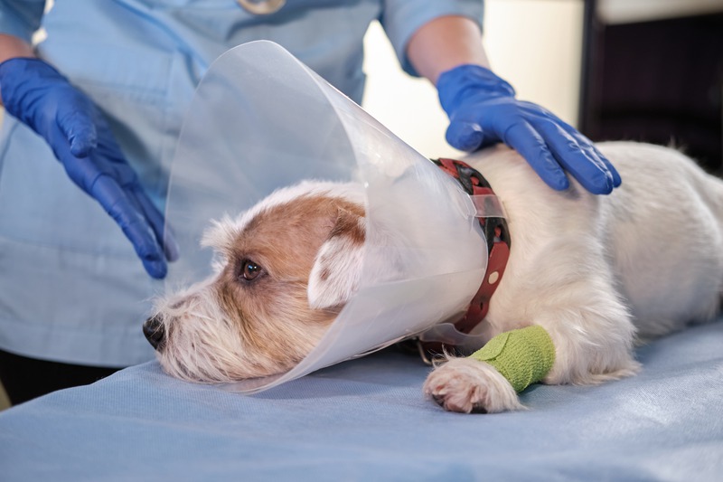 How Can Cold Laser Therapy Help Your Dog Post-surgery?