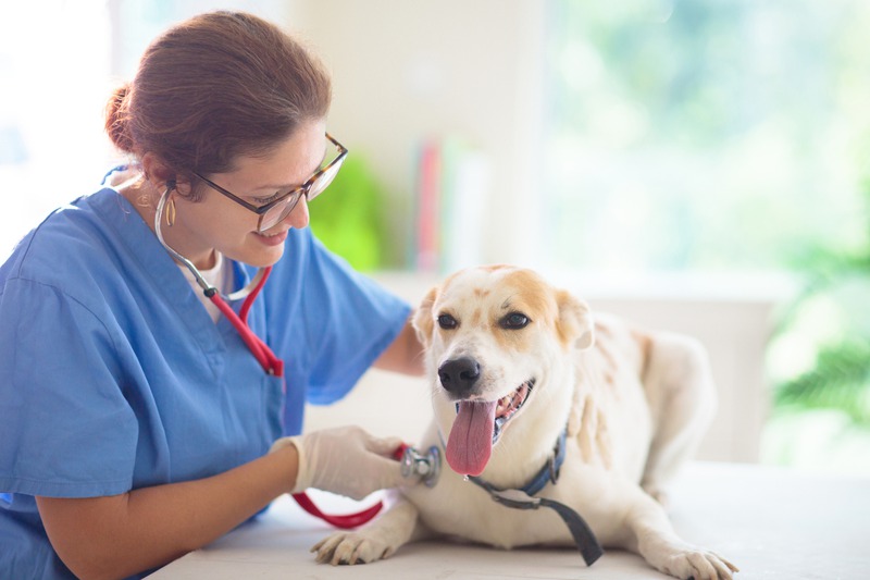 How Can Routine Wellness Exams Detect Health Issues Early in Cats and Dogs?