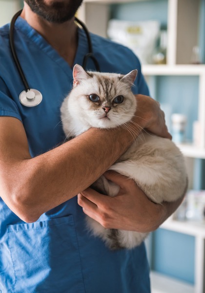 Why Do Pets Develop Allergies? Common Causes Explored