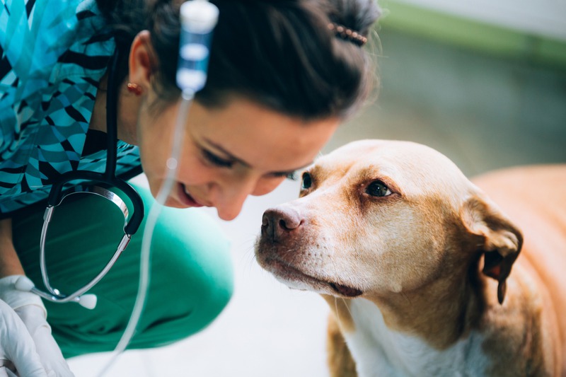 When Is an Animal Blood Transfusion Necessary?
