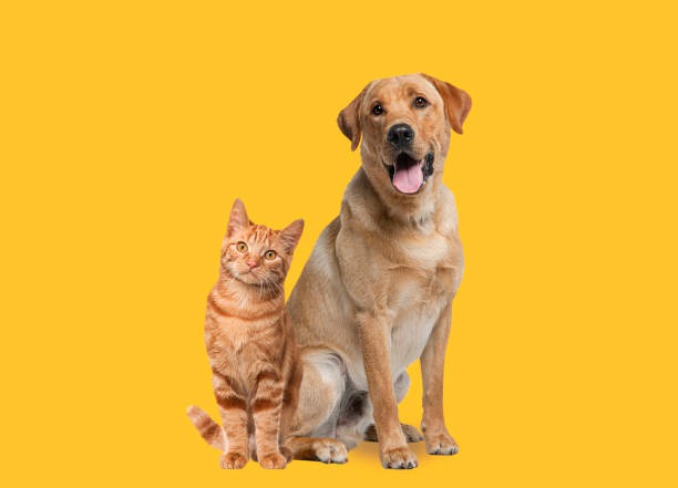 Who Can Help with My Elderly Pet’s Needs?