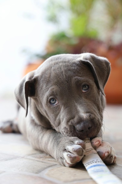 How Often Should I Take My Pet To The Vet?