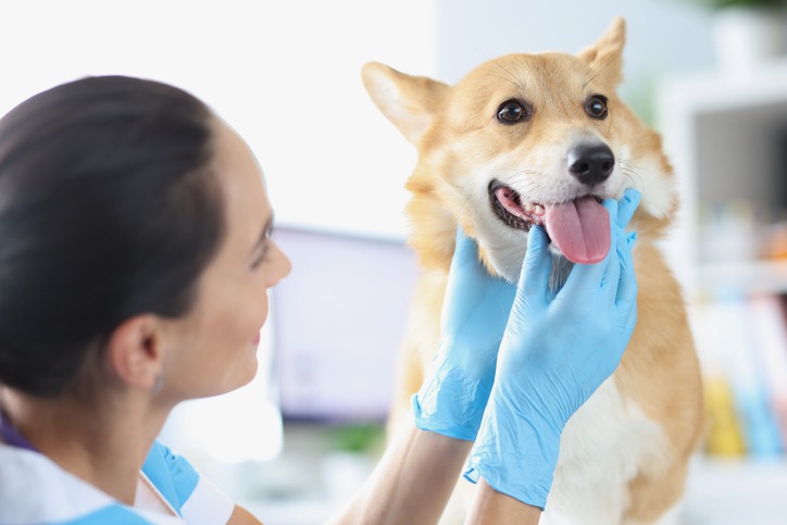 Can Dental Health Affect My Pet’s Organs?
