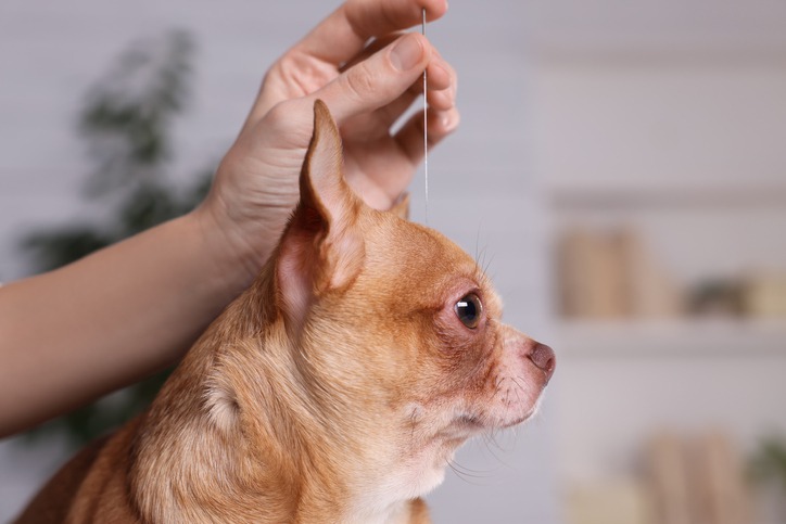 Why Choose Acupuncture for Your Pet’s Health?