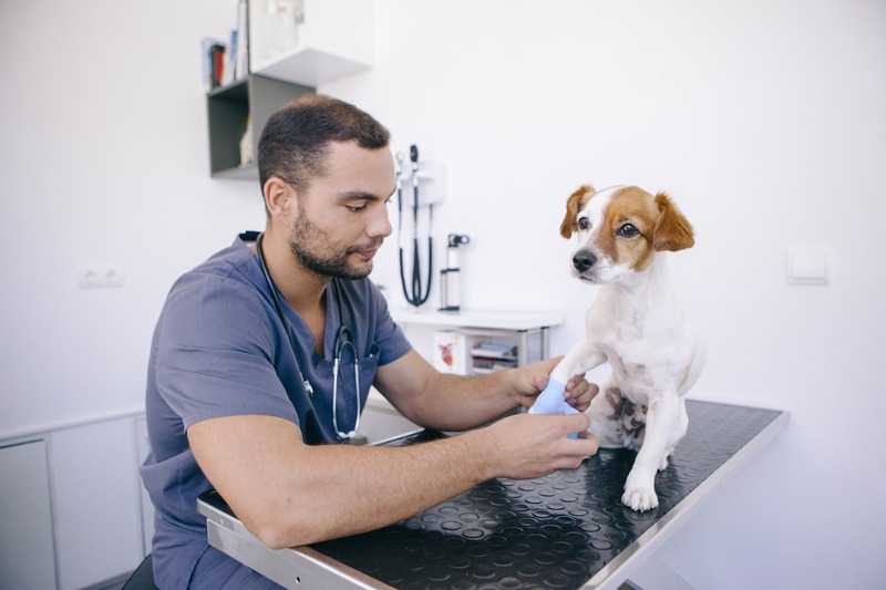 Is Pet Dental Work Safe for Pets with Hyperthyroidism?