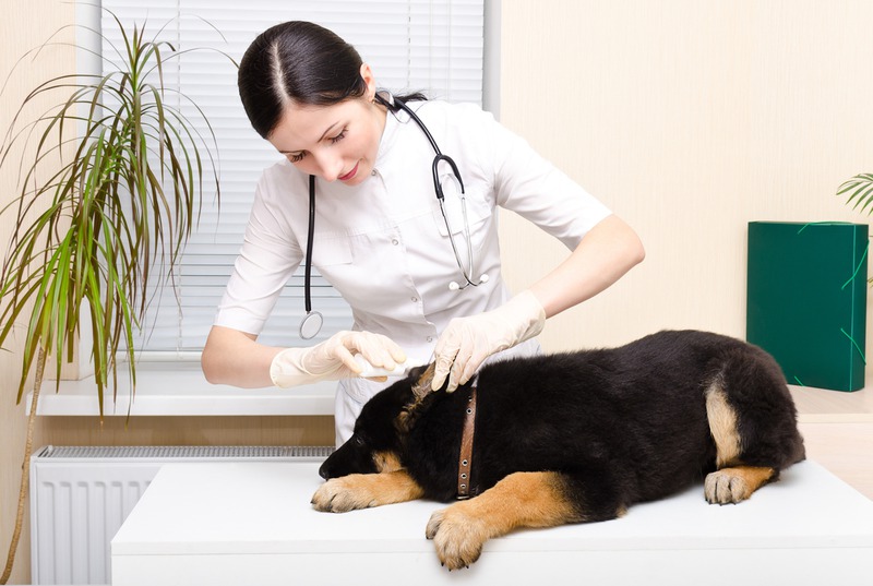What Signs of Infection Should Pet Owners Watch For?