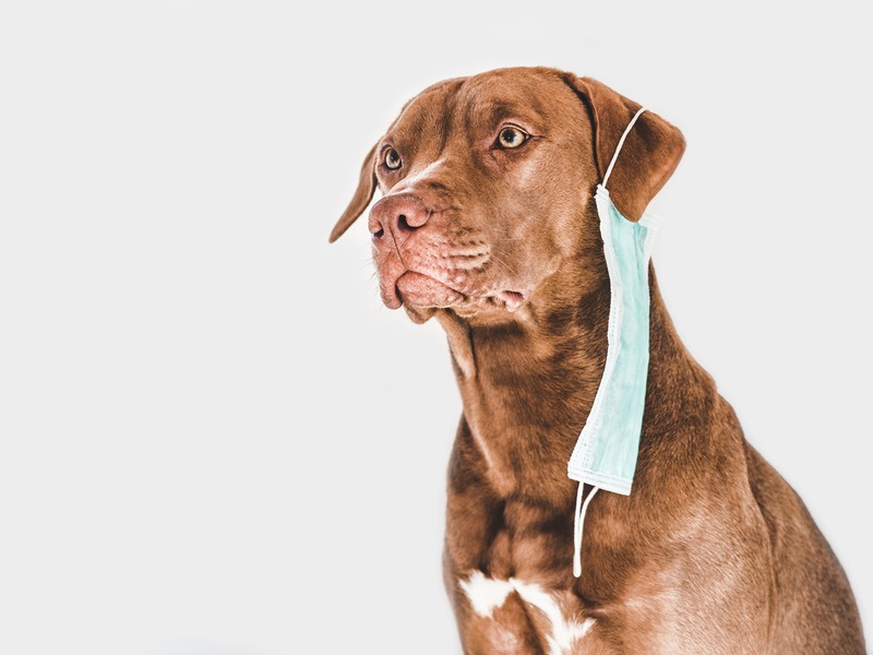 When Should You Seek Emergency Care for Your Well-Maintained Pet?