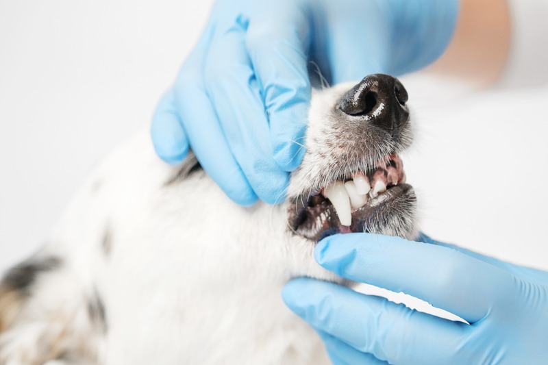 What Are Common Pet Dental Diseases and Their Effects?
