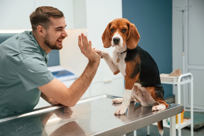 Which Common Surgeries Can Improve Your Pet’s Quality of Life?