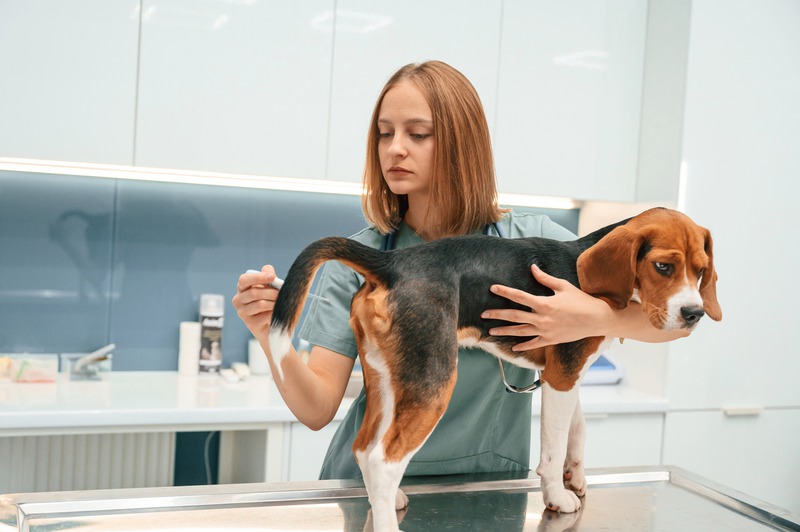 Can Regular Grooming Prevent Flea and Tick Infestations?