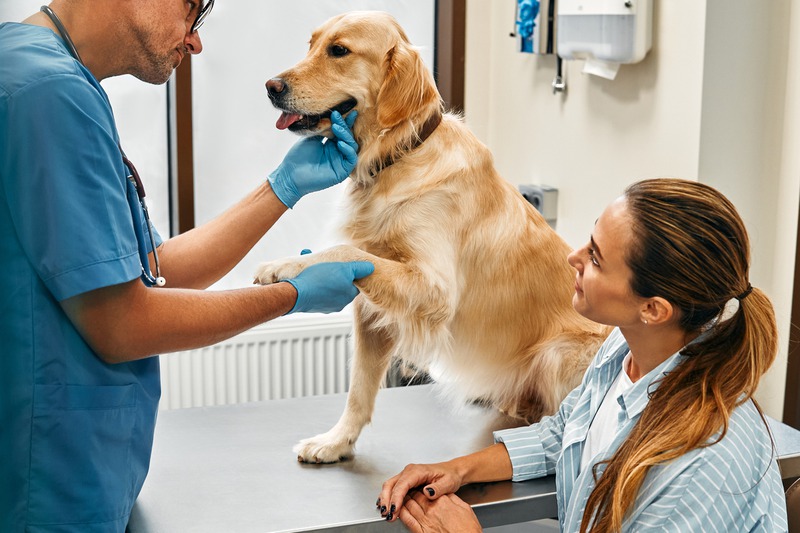 How Often Should Your Pet Receive Routine Veterinary Exams?