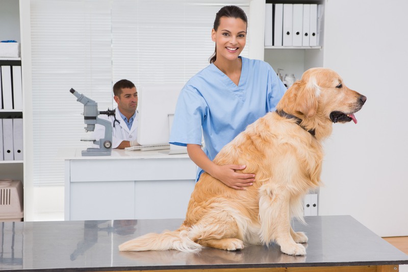 How Do Vet Visits Enhance Your Pet’s Lifespan?