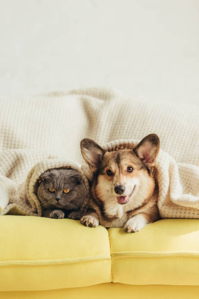 Where Do Unexpected Illnesses Fit Into Pet Wellness Plans?