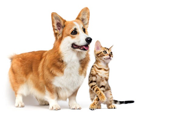How Do I Choose the Right Vet Clinic for My Pet?