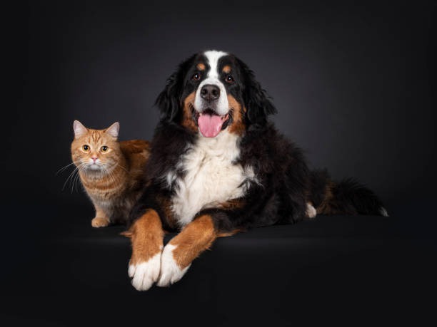 What Is a Pet Wellness Plan and Why Does Your Fur Baby Need One?