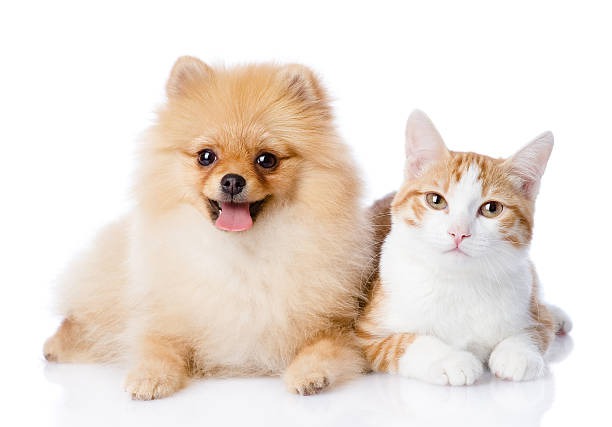 Why Is Regular Veterinary Care Crucial for Your Pet’s Health?