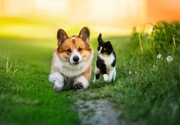 Who Can Benefit From Professional Pet Boarding?