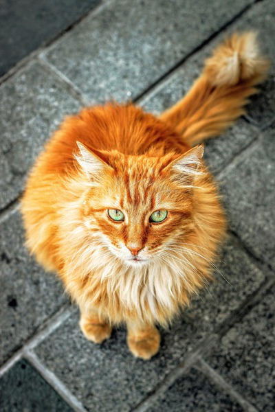 What are the Popular Pet Services Every Pet Owner Should Know?