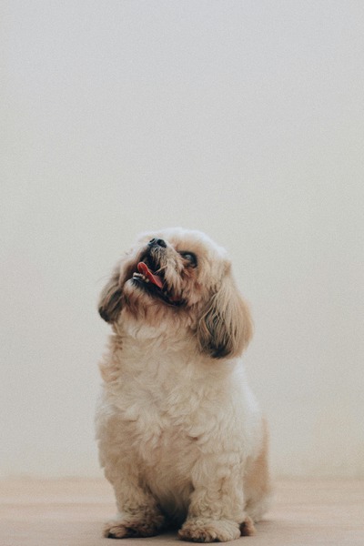 How Can Regular Exercise Prevent Pet Diseases?