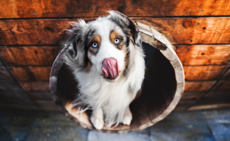 How Essential Is Exercise for My Pet?