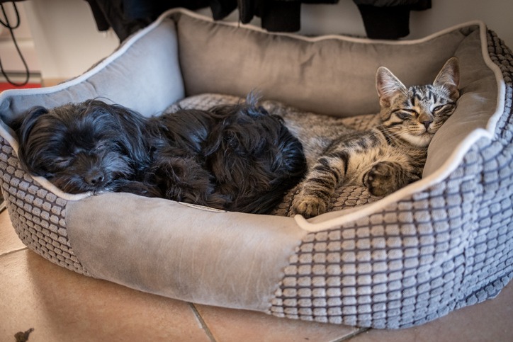 When Is Vet Boarding a Better Option for Your Pet?