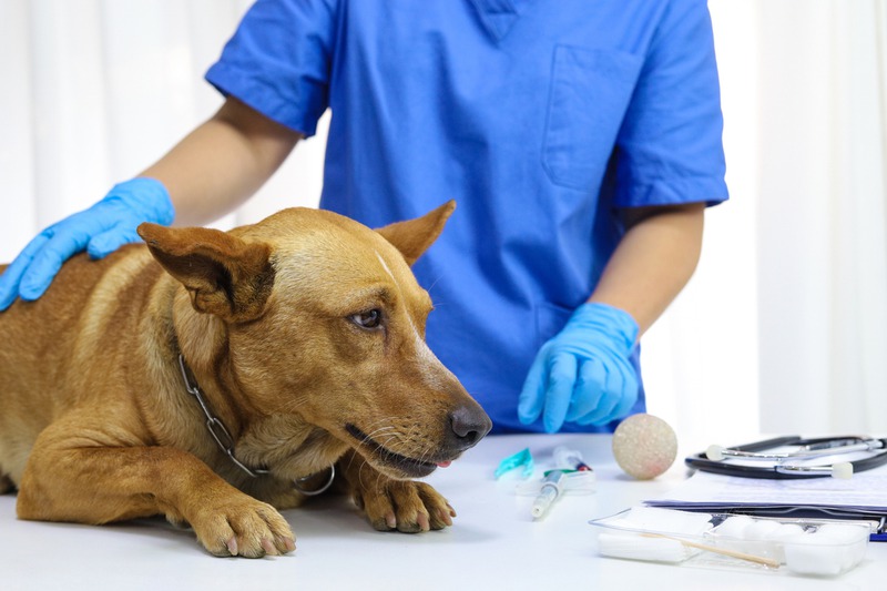 What Pre-Surgery Parasite Treatments Are Essential for Pets?