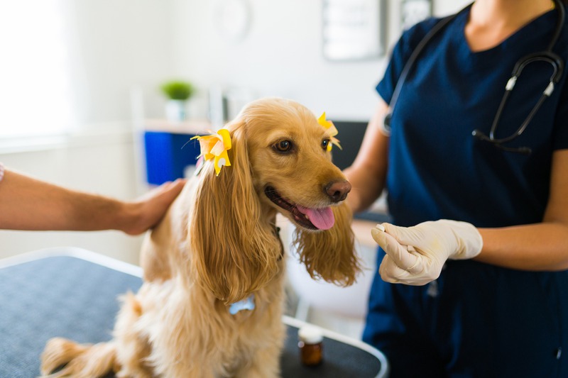 What Vet Tests Are Essential Before and After Pet Surgery?