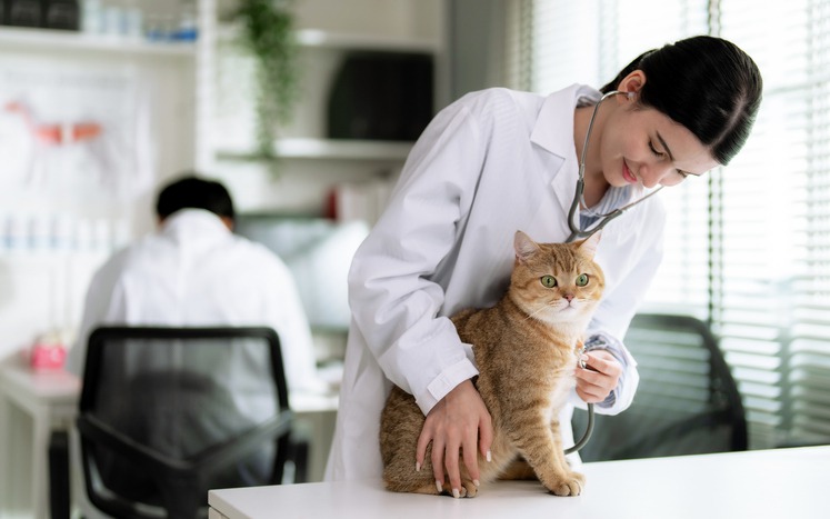 How Do Full-Service Vet Clinics Provide Comprehensive Pet Care?