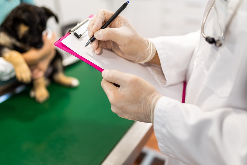 When Is the Best Time to Get a Pet Wellness Plan?