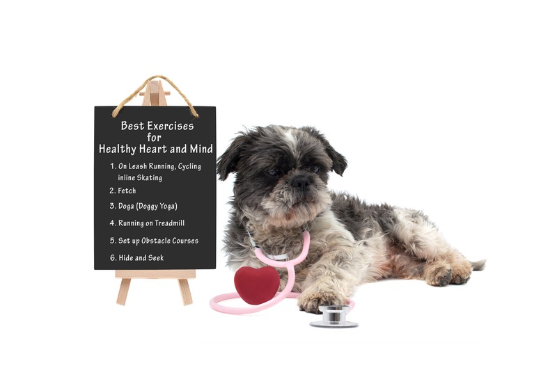What Does a Pet Wellness Plan Typically Include?