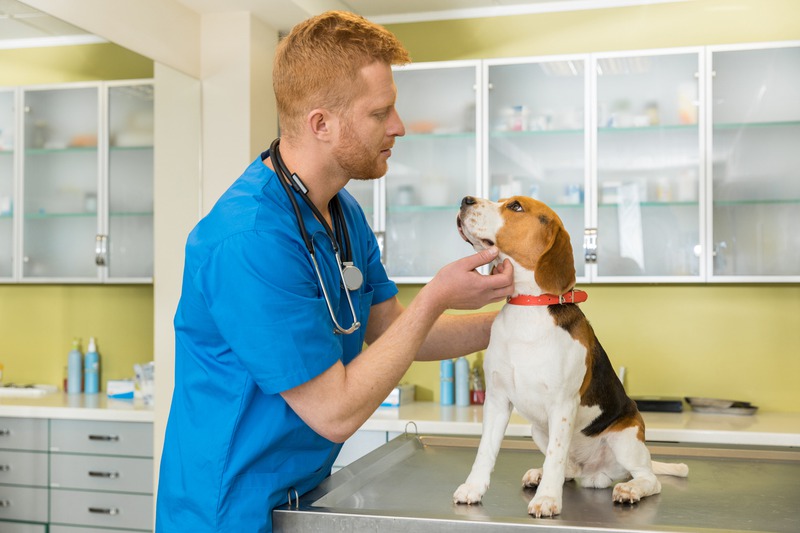 When Should Your Pet Get a Dermatological Exam?