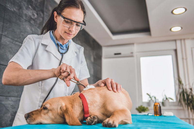 Why Are Routine Exams Crucial for Senior Pets?
