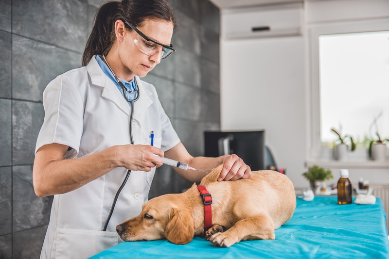 What Vaccines Does My Puppy Need at the Vet?