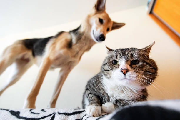 When Should I Take My Pet to an Emergency Animal Hospital?